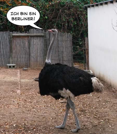 ostrich-bin-berliner.jpg