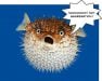 blowfish-nooo